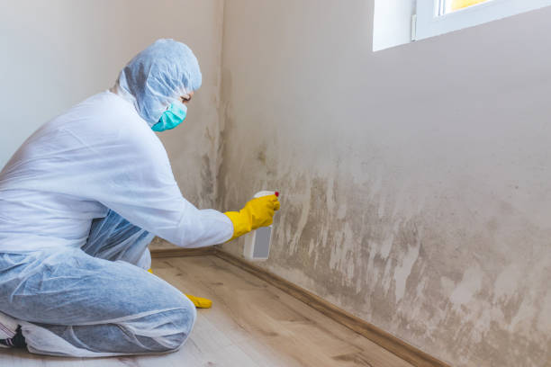 Licensed Mold Cleanup service in Stow, MA - WQB Mold Removal